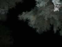 Pyrenaen Bild